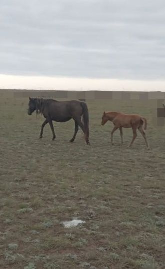 Кулынды бие - кобыла с жеребенком