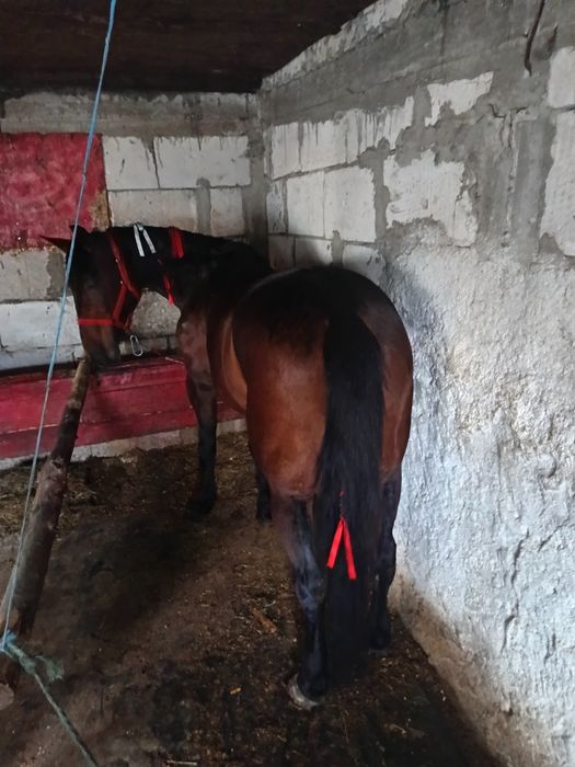 Iapa trăpașă de garanție