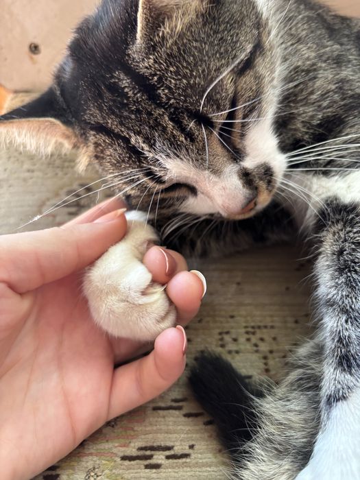 Motan blând și afectuos (Gratuit / Adopție)
