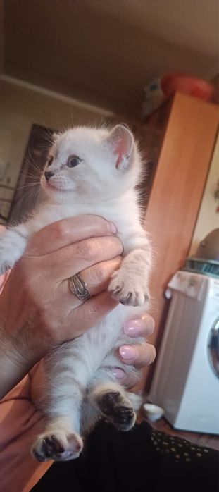 Котенок девочка