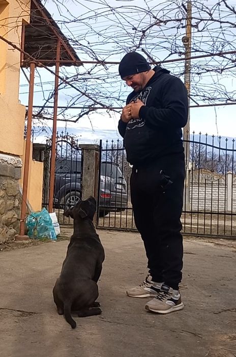 Dresaj canin de calitate si PENSIUNE CANINA