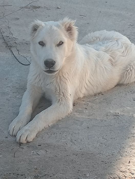 Ургашы алабай кушик