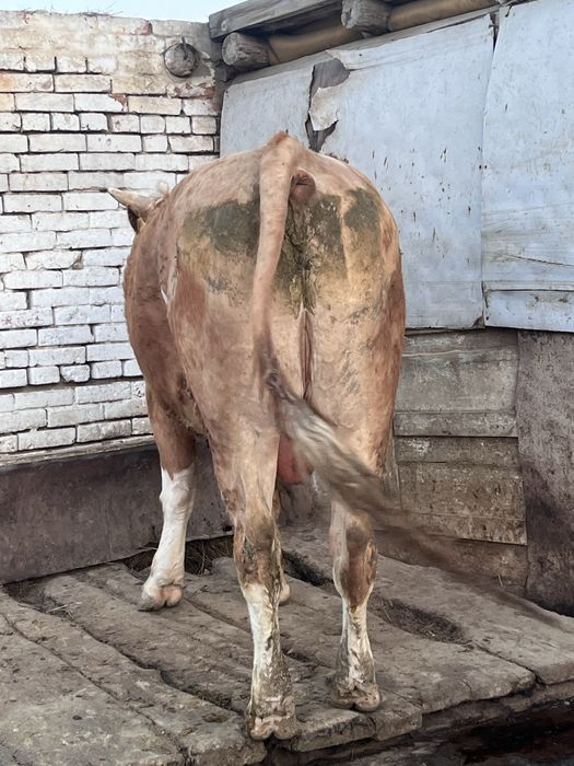 Бука сатылады 2,5 жасар