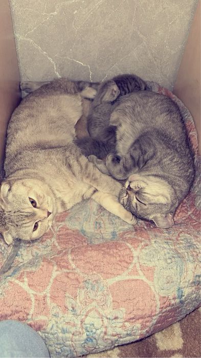 Шотландские котята бронь