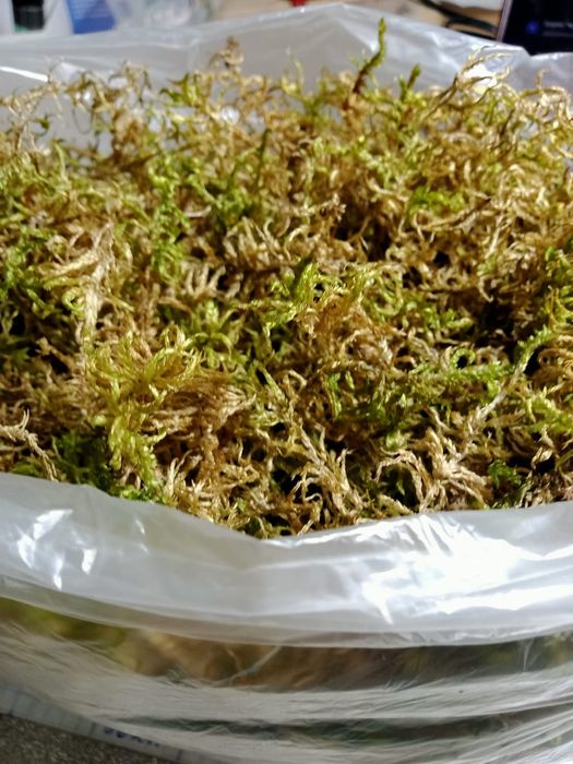 Продам Мох лесной