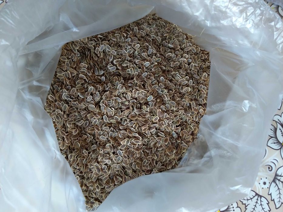 Укропа семена, 2025