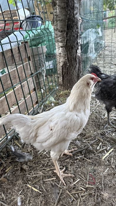 Cocosi Ameraucana