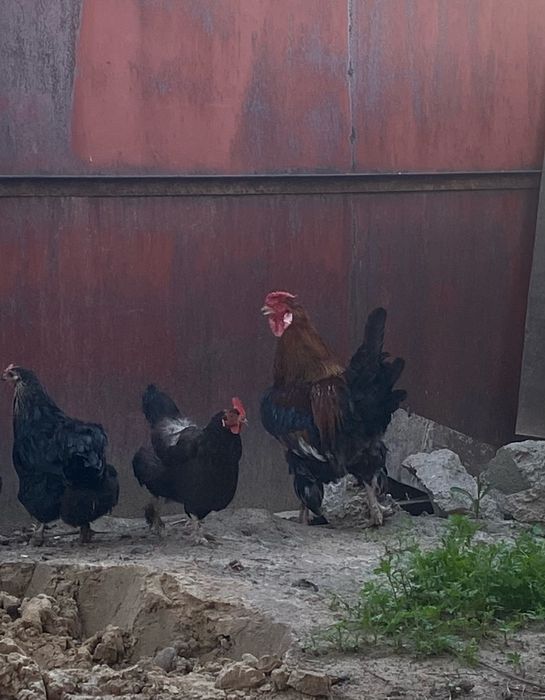 Продаются петухи