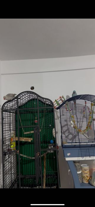 Pereche Micul Alexandru