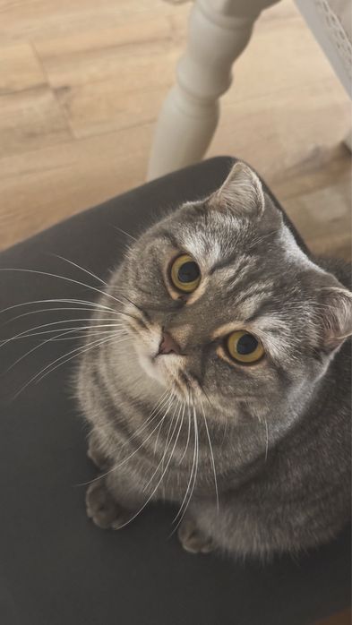 Продам кошку в ДОБРЫЕ РУКИ