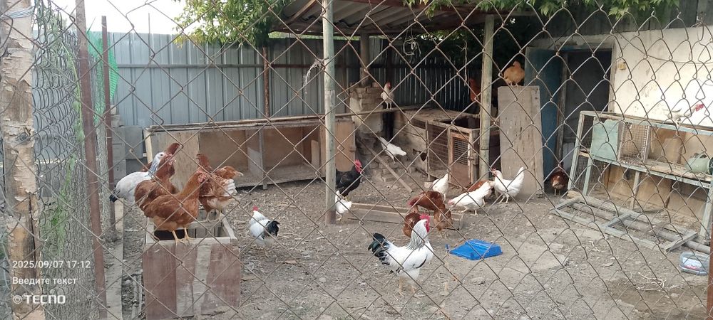 Продам курей и петухов