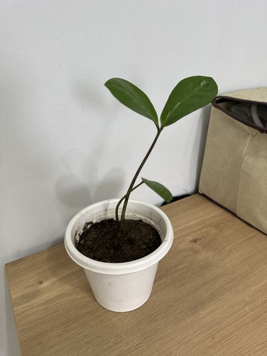 Продам замиокулькас (долларовое дерево
