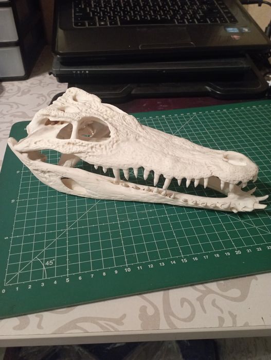 Череп крокодила.