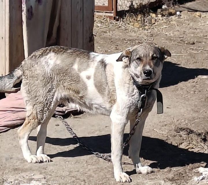 Двортерьеры ищут хозяина