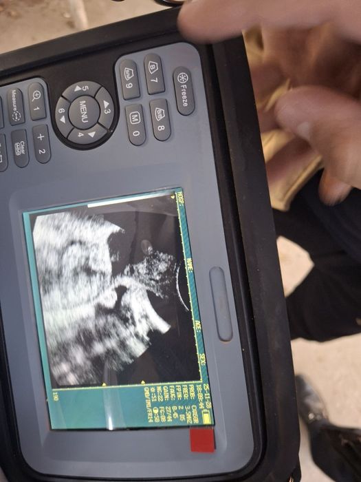 Hayvonlar uzi qilish