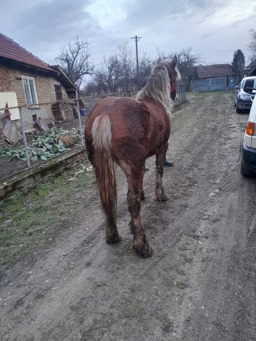 Vând mânză de 4 ani și o mânză frumoasă de 2 ani
