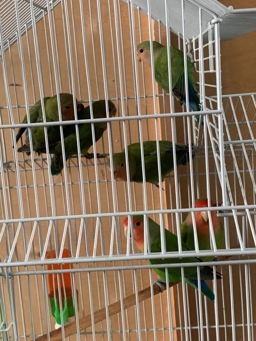 Ne razlushka popugaylar soglom holatda 4 oylik qushlar