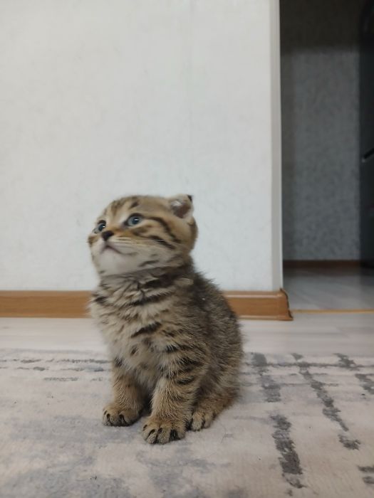 Шотландские вислоухие