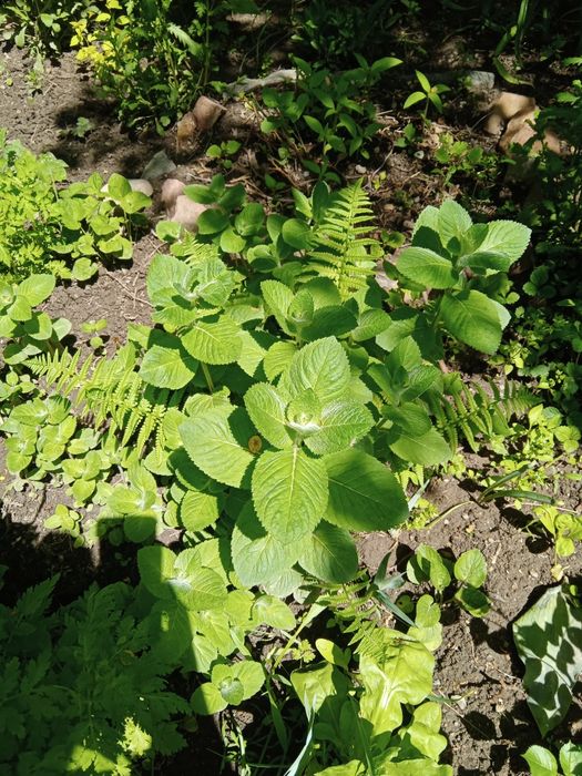 Мята для кулинарии .