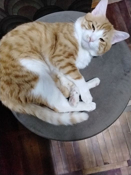 Отдам котёнка в добрые руки