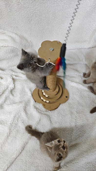 Британские котята