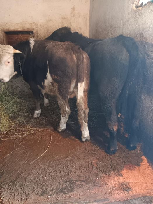 Vând doi tăurași pentru mai multe detalii contactați-mă