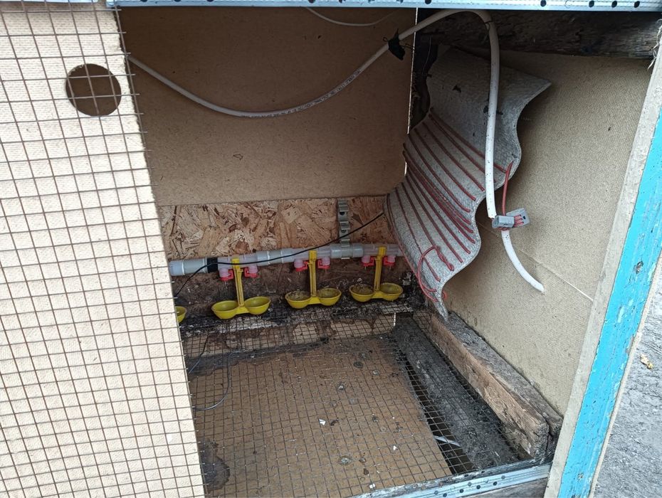 Брудер для перепелят с первых дней