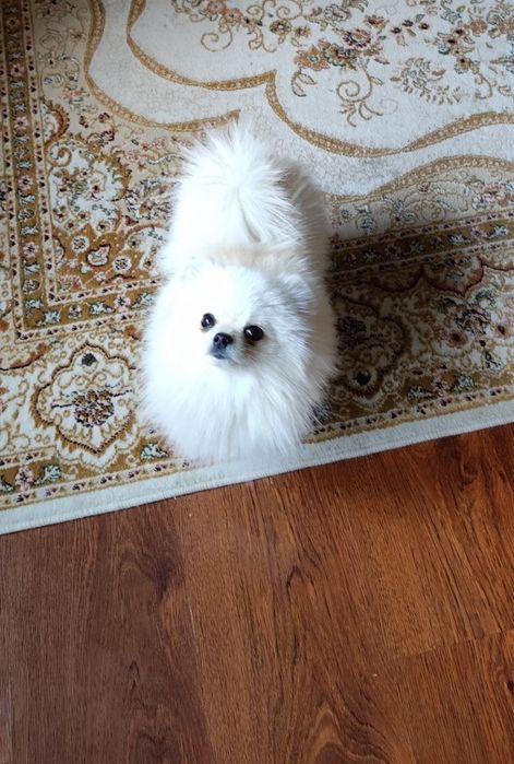 Мини шпиц на вязку