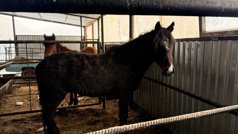 Семіз жылқылар сатылады тай кунан