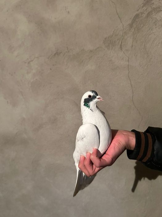 Голуби 4.000кептер голуб