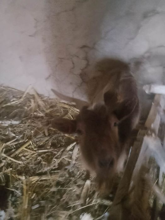 Vând 2 capre tinere