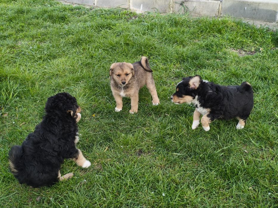 Cățeluși talie mica