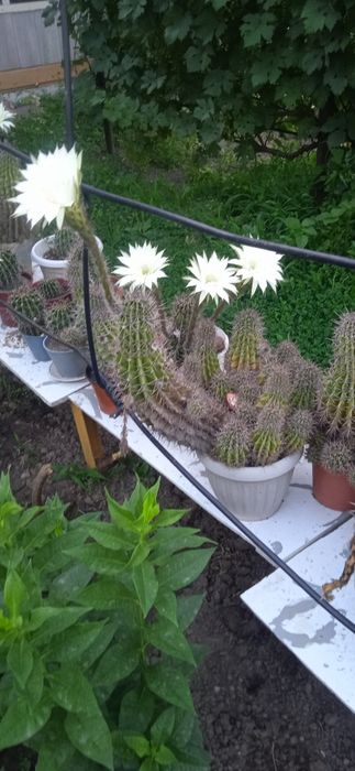 Продам Кактусы много