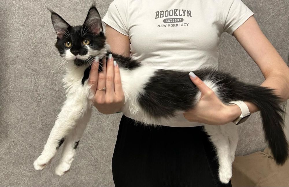 Мэйн кун котята 2 мес продам