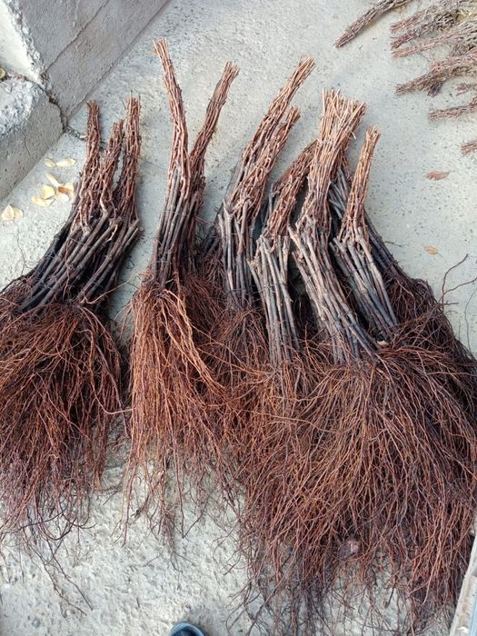 Vând butași viță de vie altoită și hibrid