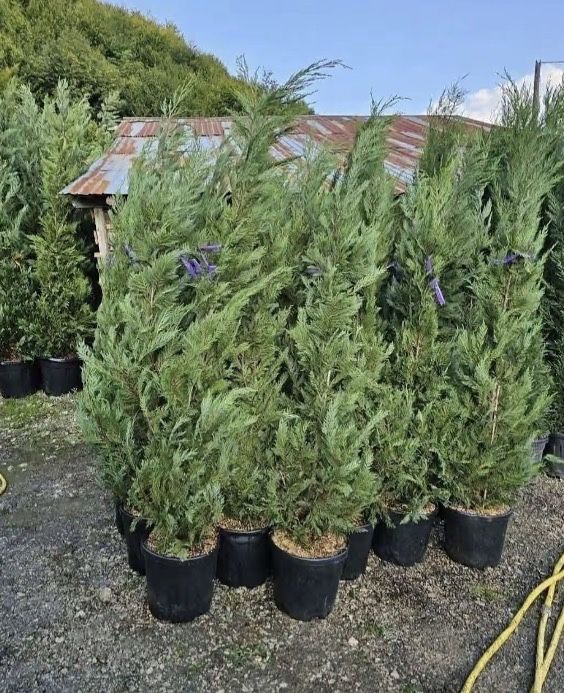 Leylandii de vanzare