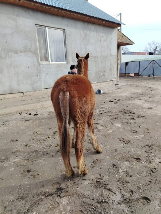 Тайлар сатылады, 1 ұрғашы, 2 еркек