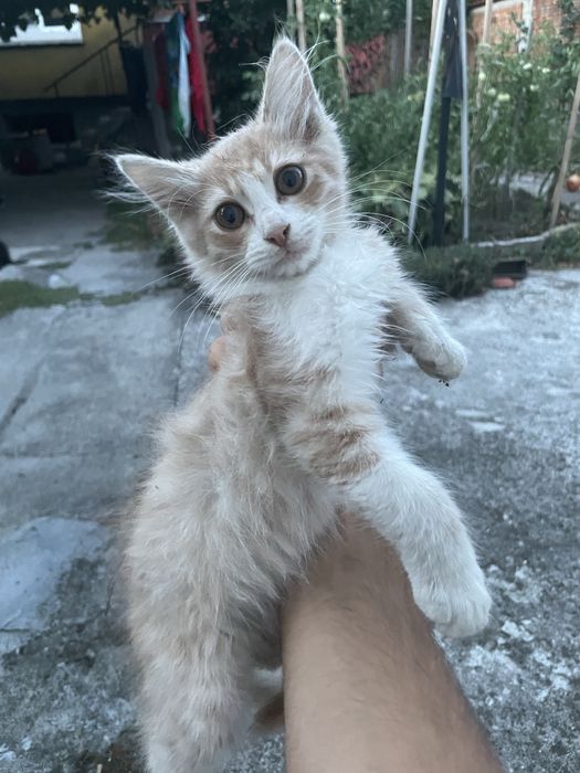 Подарявам тези котета от снимките