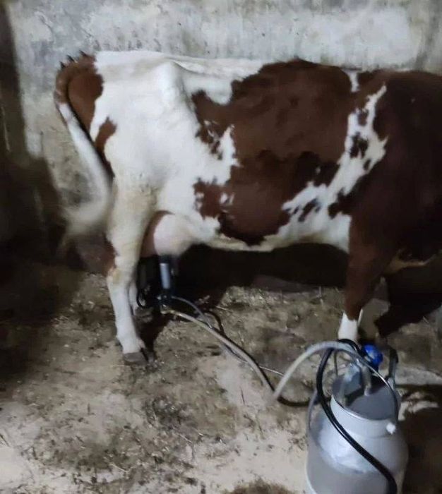 Продам корову абердин ангус