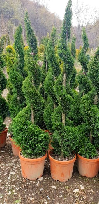 Spirală buxus globular