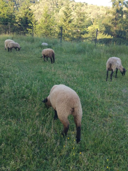 Mielute suffolk de vanzare