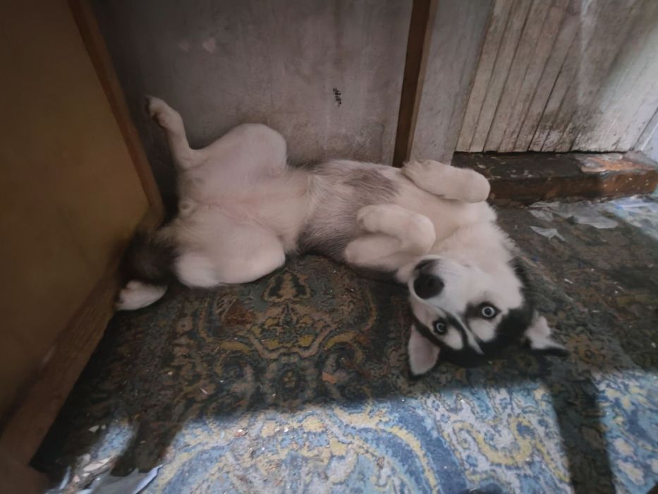 Продаю хаски. Паспорт имеется