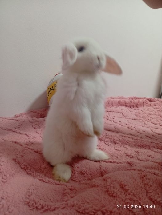 Кролик карликовый срочно