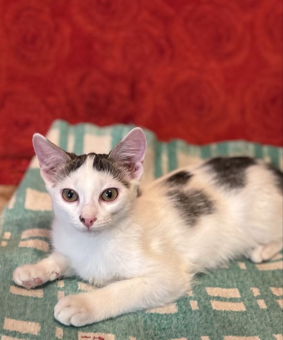 Котенок ищет дом