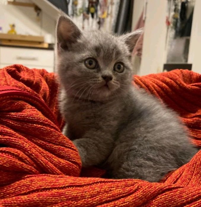 Британско късокосместо коте