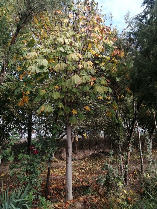 Kashtan daraxtlari bor 3,5metrdan 4,5metrgacha shakl berilgan 15 yilli