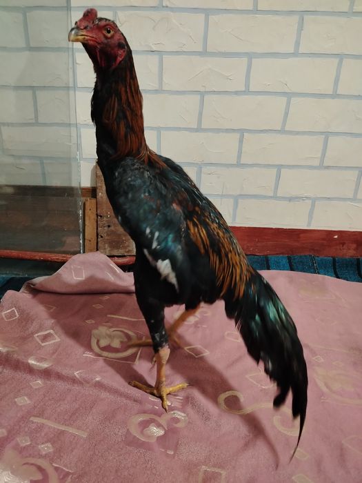 Dakan xo'roz sotiladi