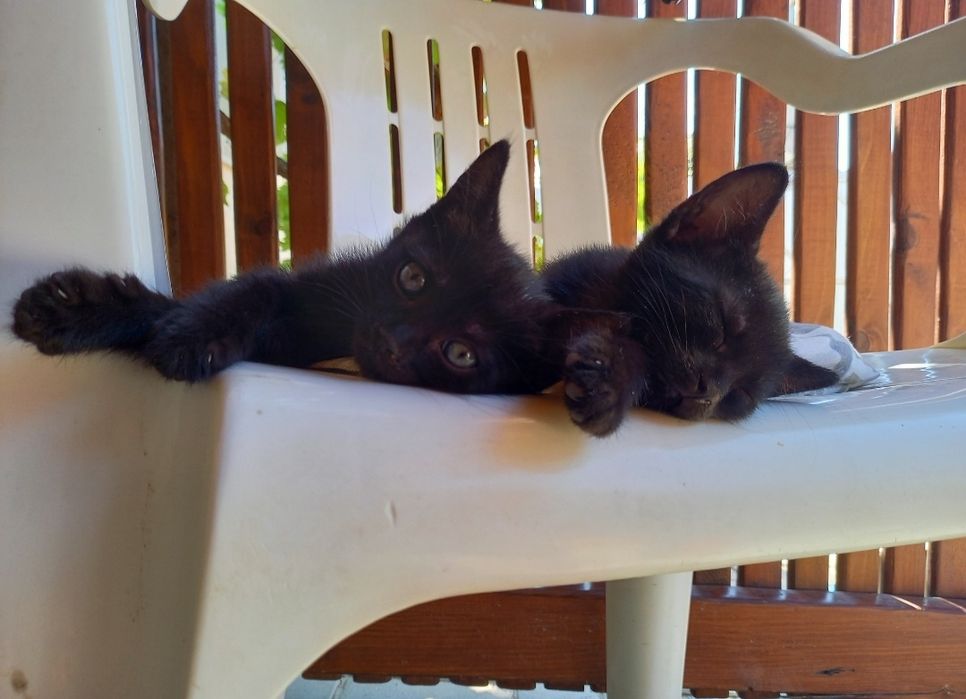 Adoptie pisicuțe negre