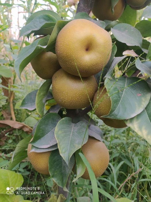 NOK НОК Koʻchaatlari sotuvda sortiga kafolat beramiz