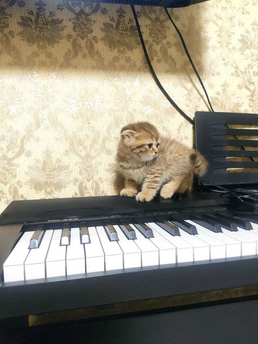 Котят  мушукчалар